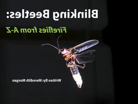 闪烁的甲虫:萤火虫从A到Z. 作者:Meredith Morgan.