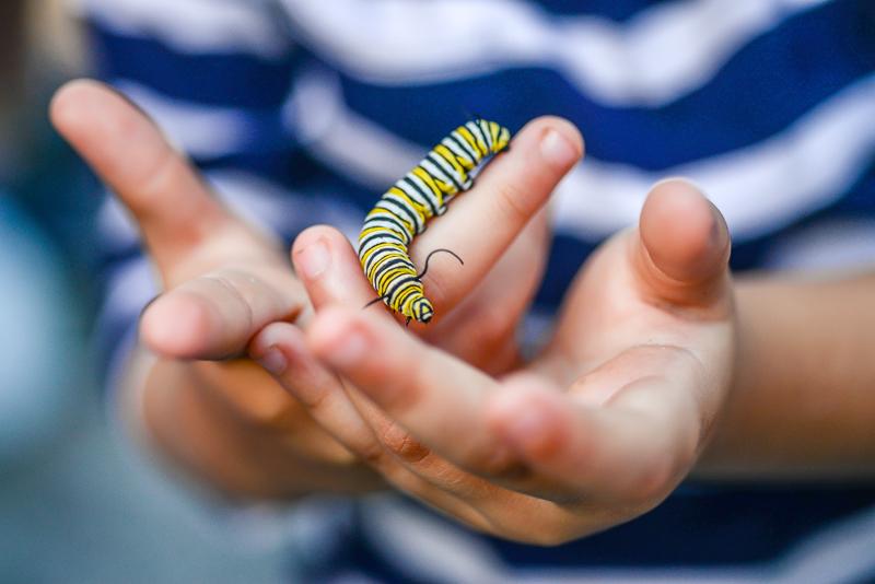 Child holding a monarch butterfly caterpillar.