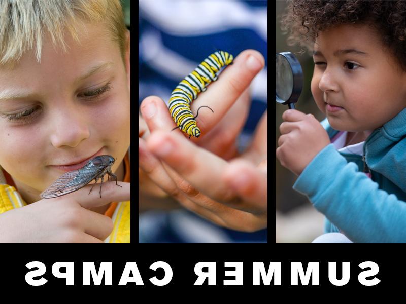 夏令营: Little girl looking through magnifying glass; child holding monarch butterfly caterpillar; boy holding cicada
