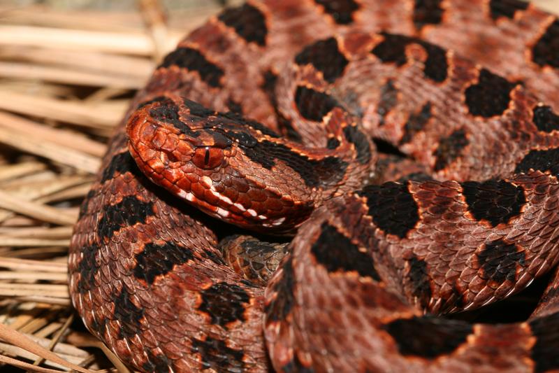 Pigmy Rattlesnake closeup