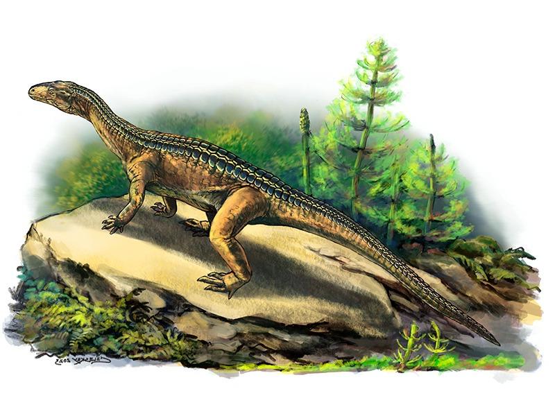 Illustration of Mambachiton fiandohana as it may have looked in life, showing the characteristic paired scutes along its back.