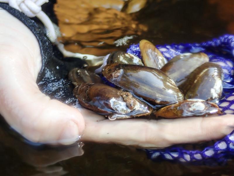 一位生物学家拿着一把来自威斯康星州奇佩瓦河的蝾螈贻贝.
