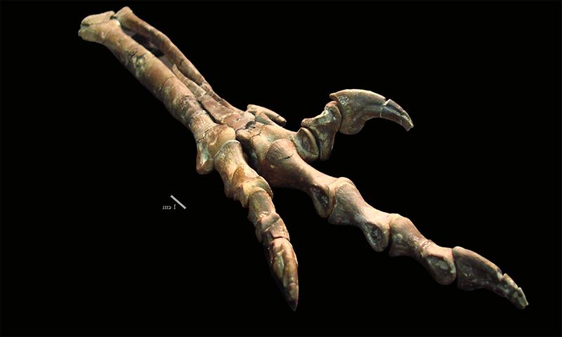 Fossilized foot of the sickle-clawed raptor dinosaur <em>Talos sampsoni</em>, 由Zanno和同事在2011年命名.